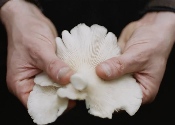 Mushrooms used for vegan leather