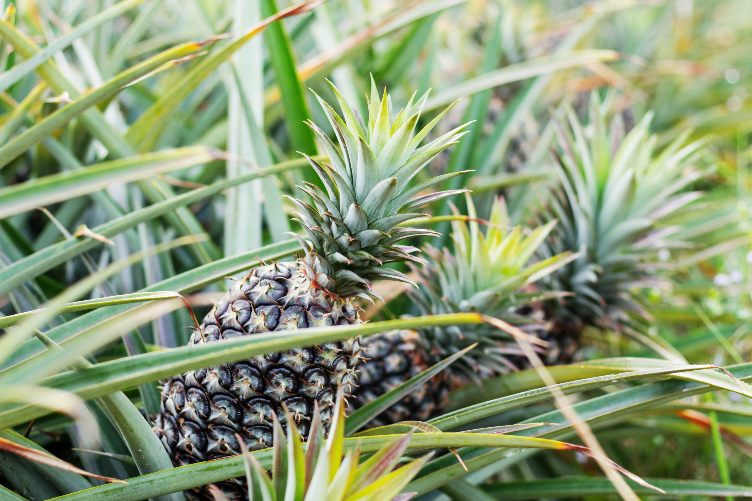 Pineapples used for sustainable manufacturing